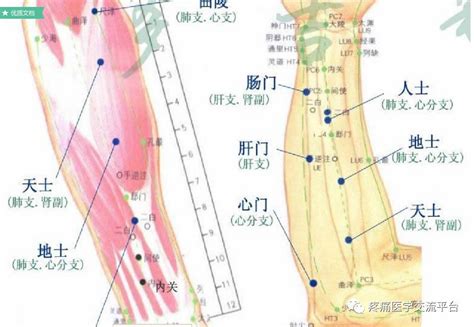 雙龍穴|【雙龍穴】神秘的雙龍穴：董氏針灸不外傳的絕招曝光 – 葛鶴鈞師傅